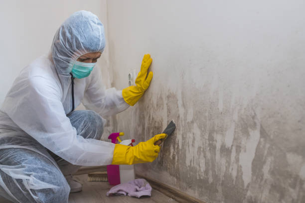  Franklin, LA Mold Removal Pros