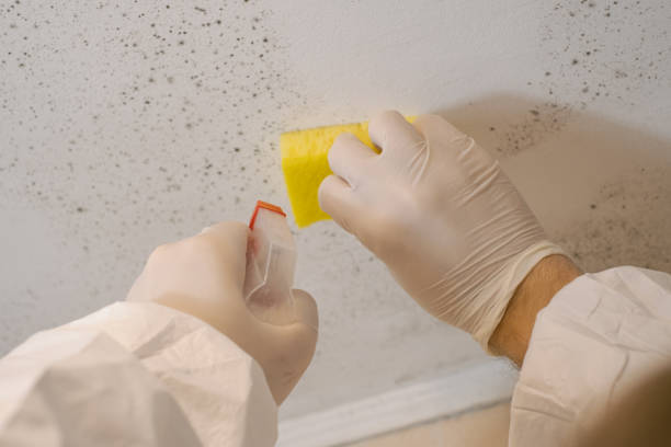 Best Forensic Mold Investigation  in Franklin, LA