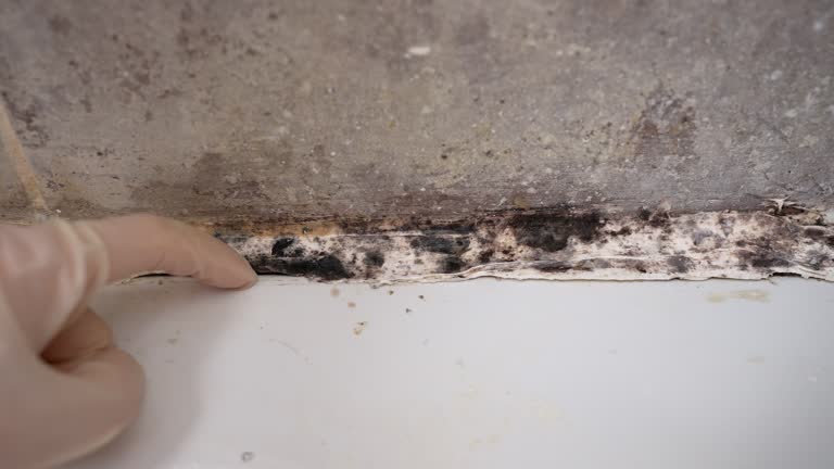 Best Attic Mold Removal  in Franklin, LA