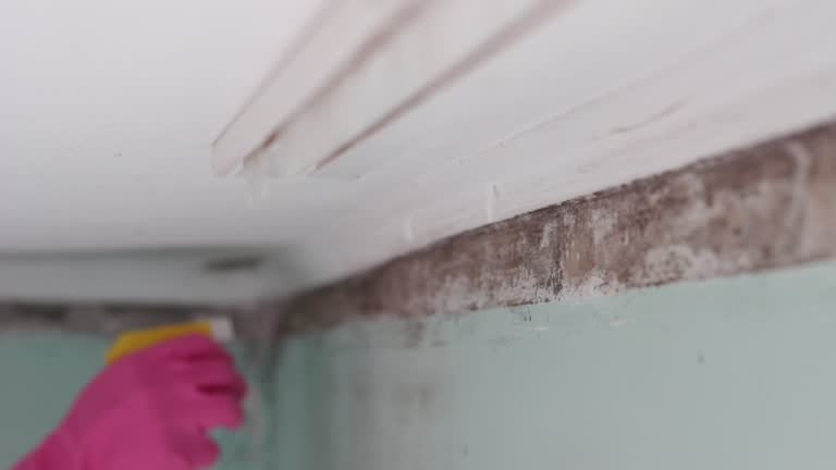 Best Asbestos and Lead Testing During Mold Inspection  in Franklin, LA